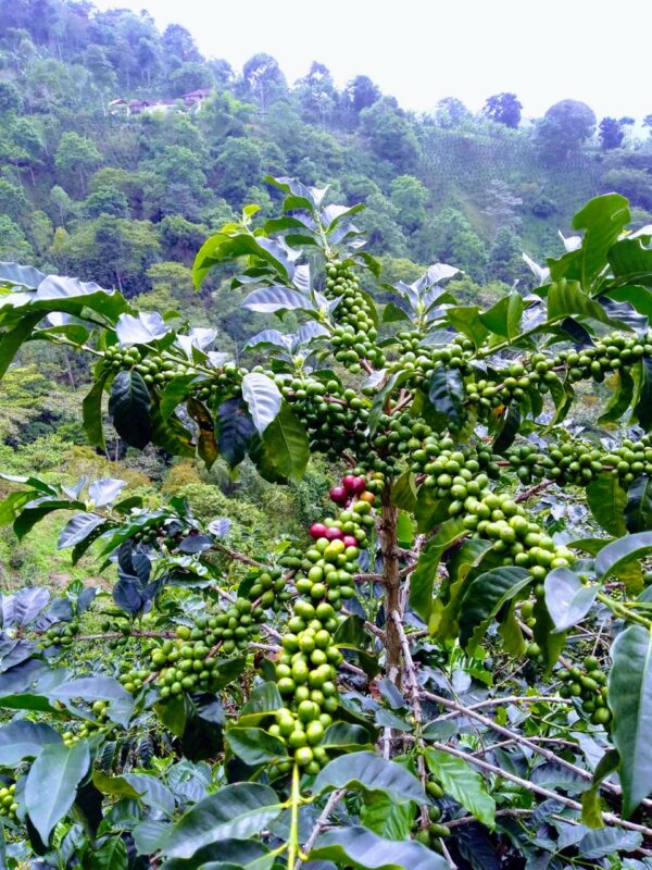 Kaffe fra Colombia