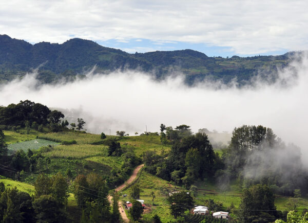 Honduras kaffe