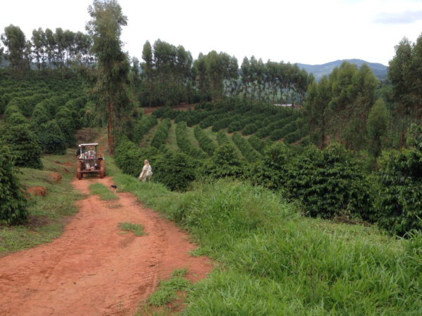 Kaffe fra Brasilien